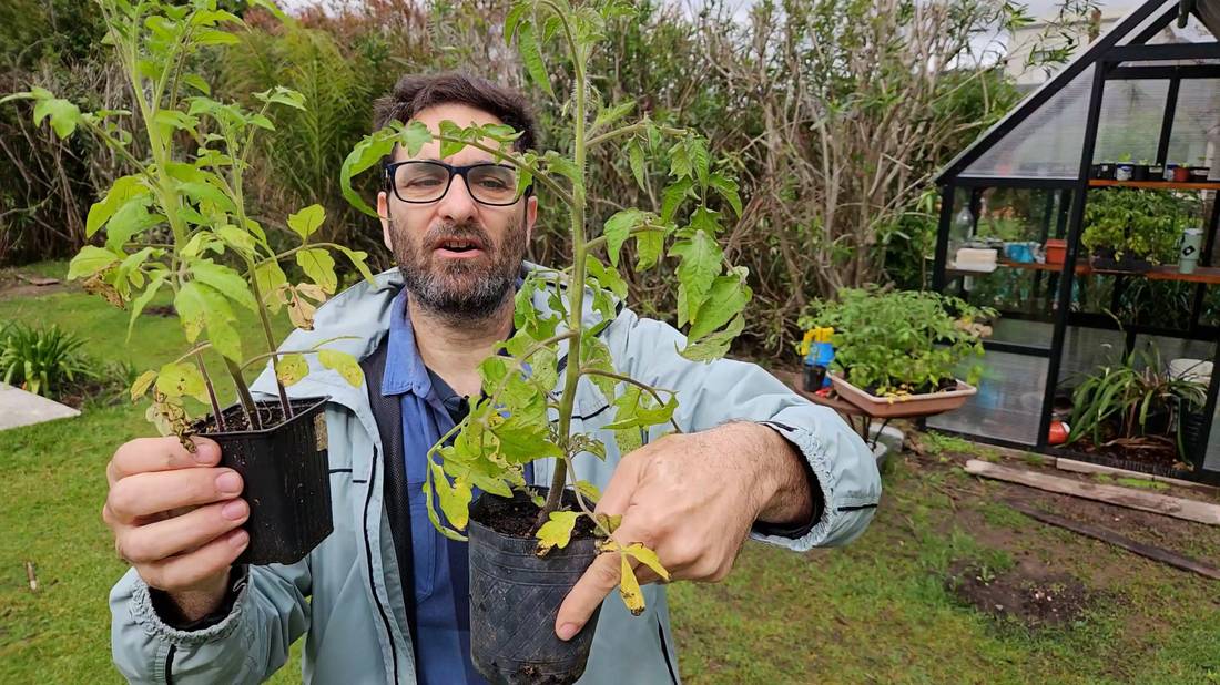 Gabriel mostrando dos plantines de tomate con hojas amarillentas, listos para revisar en una consulta